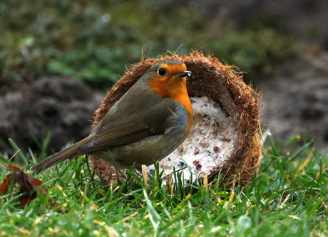 showmodel onder de tuinvogels