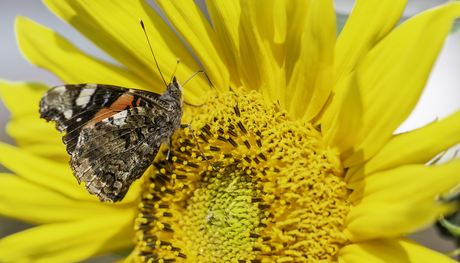 Zomers gevoel