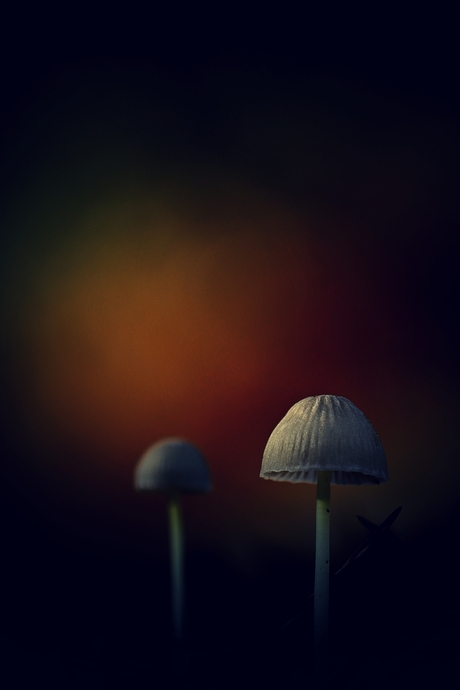 Mysterieuze Mycena's.