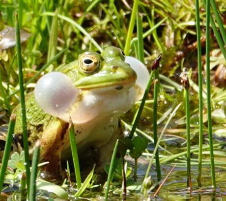 Kikker met kwaakblaas