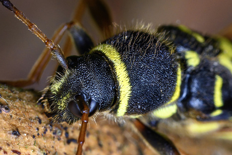Kleine wespen boktor