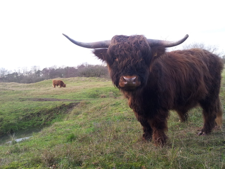 Schotse hooglander