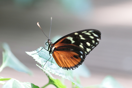 Lente op zijn mooist