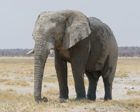 Olifant