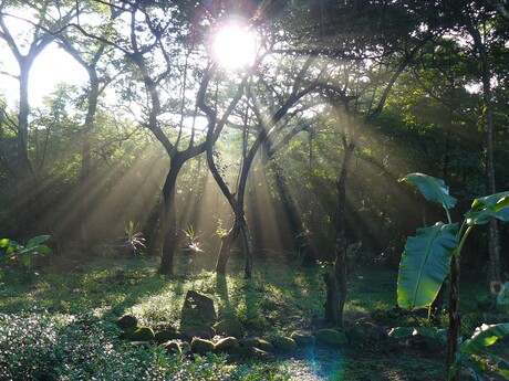 Midden in de jungle