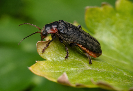 Zwartpootsoldaatje
