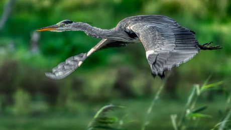 Blauwe reiger in vogelvlucht