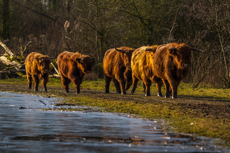 Hooglanders