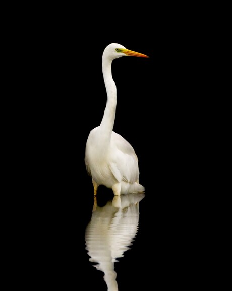 Zilverreiger