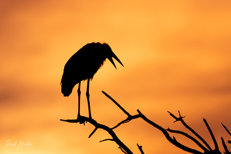 Maraboe bij zonsondergang