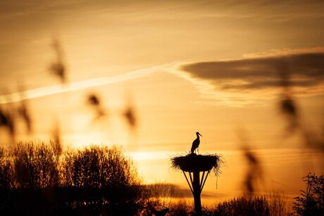 Sunrise stork
