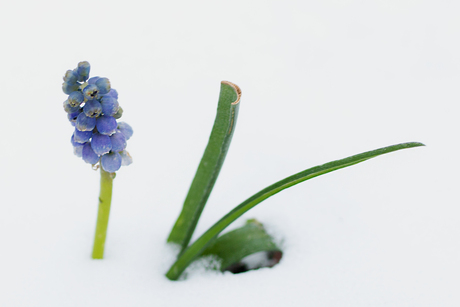 Blauwdruifje komt kijken