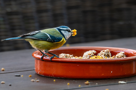 eindelijk ... gevonden