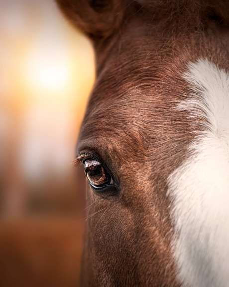 Close-up paard 