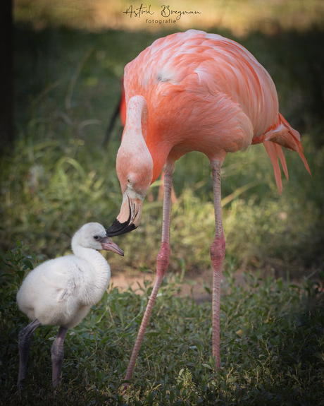 Trotse flamingo moeder