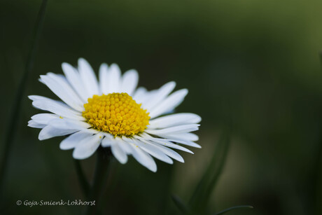 Madeliefje in het gras
