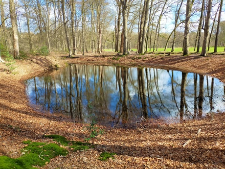 Bospoel tussen de beuken..