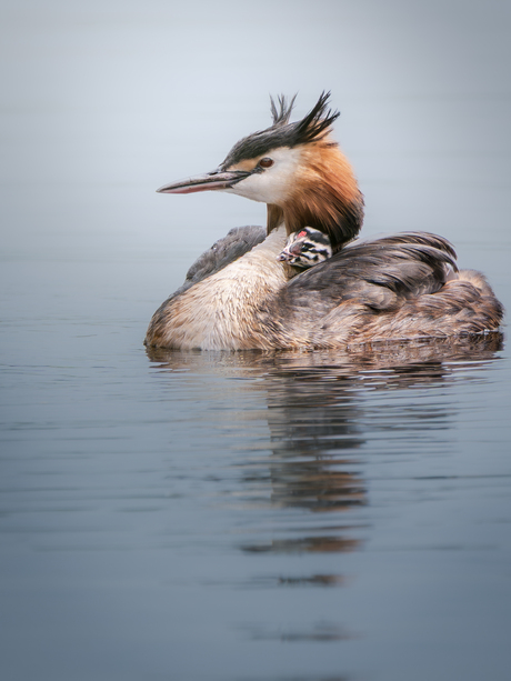 Fuut met jong op de rug