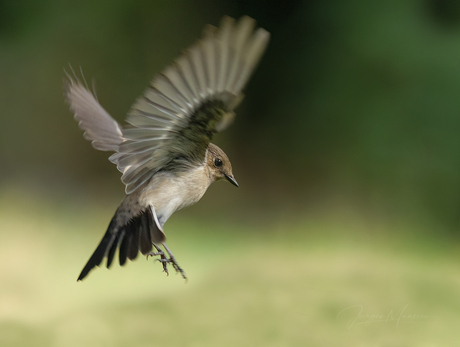 Ready for landing.