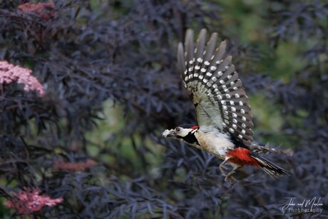 Vaste bezoeker van onze tuin