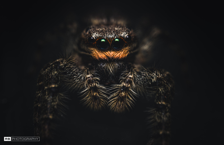 Cute Little jumping Spider