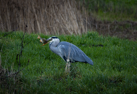 When the prey almost slips away