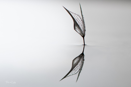 Pluisje paardenbloem