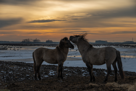 Winter in de Biesbosch