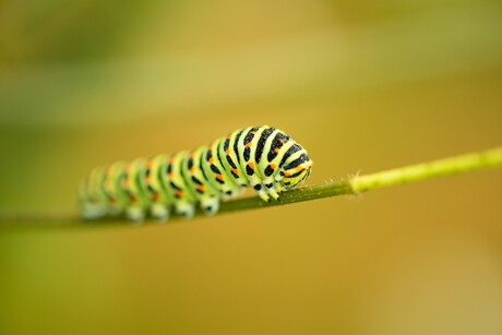 Caterpillar