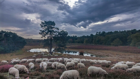 Hatertse en Overasseltse Vennen