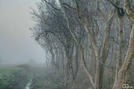 Gevormd door de wind