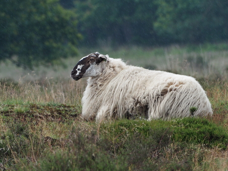 Schaap