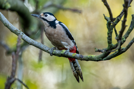 Grote bonte specht
