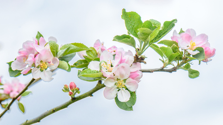 Takje met appelbloesem