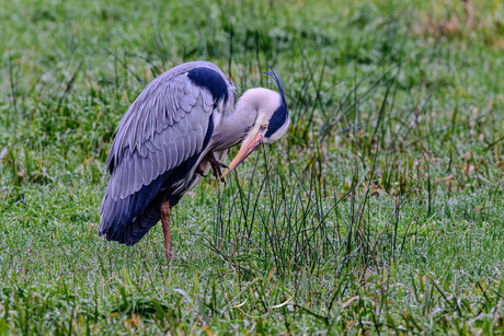 Blauwe Reiger