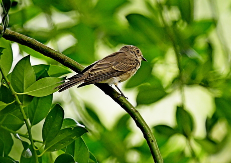 Grauwe vliegenvanger