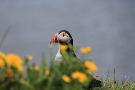 Gaat papa gaai duiken?