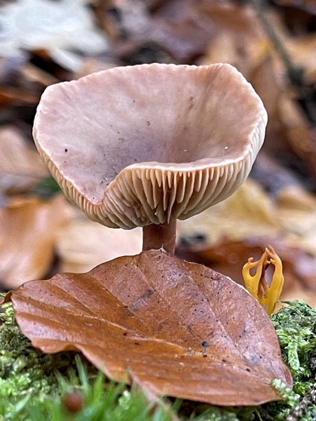 Paddenstoelen in middagzonnetje