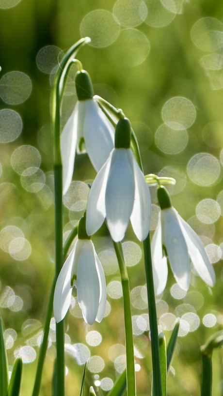 Sneeuwklokjes 