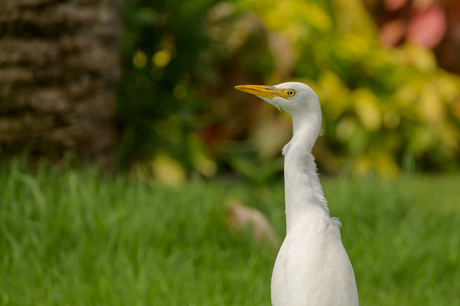 Loslopende koereigers 4