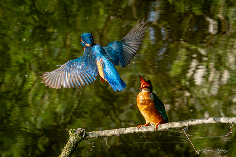 Ijsvogels