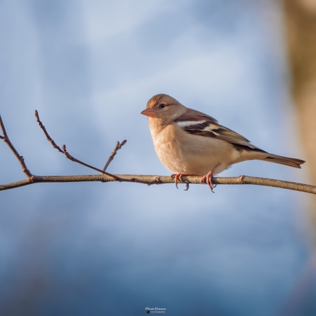 Vink in het zachte winterlicht.