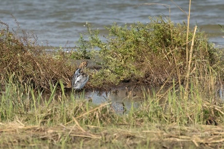 Watersnip 