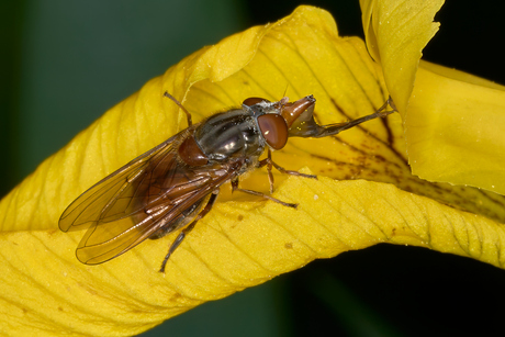 Wat de naam doet vermoeden