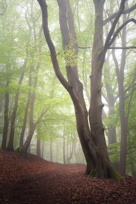 Lentegroen
