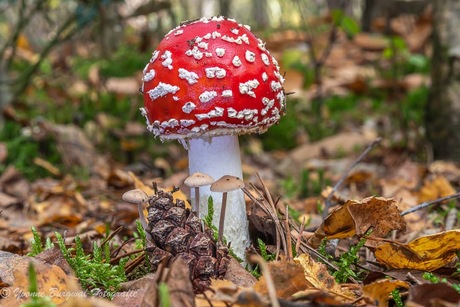 Groepje groot en klein