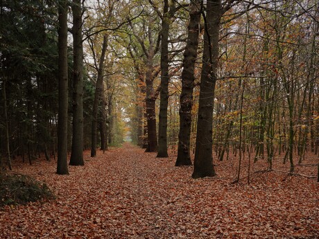 Heerlijke Herfst