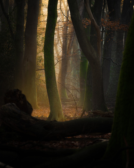 Playing with shadows - Vroeg in het bos om de eerste licht stralen vast te leggen is toch wel een van mijn favoriete dingen. - foto door Marvinkranenburg op 15-02-2023 - locatie: Speuldersbos, Speulderbosweg, Garderen, Nederland - deze foto bevat: zo'n, bos, bomen, winter, atmosfeer, hout, tak, plant, natuurlijk landschap, kofferbak, zonlicht, atmosferisch fenomeen, schaduw, mensen in de natuur