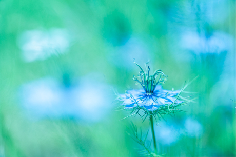 Blue world