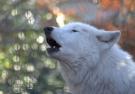 Howling Wolf